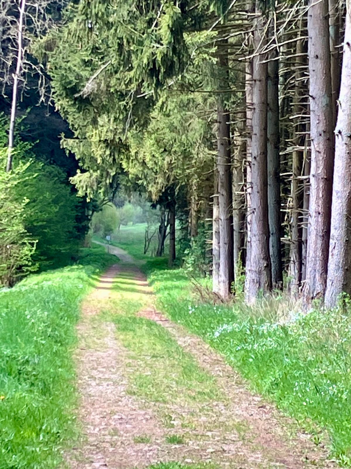 Waldweg in der Natur