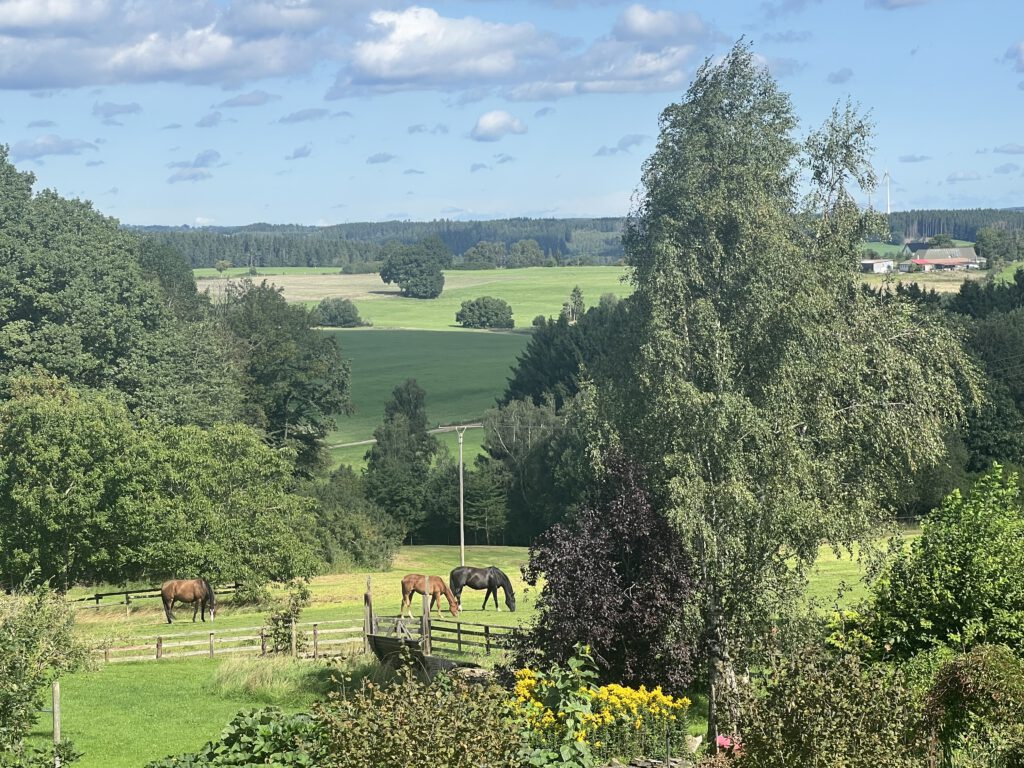 Toller Blick über die Weide, mit unseren Pferden.